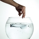 Fish Crystal Door Handle on Plate Linea Calì Crystal